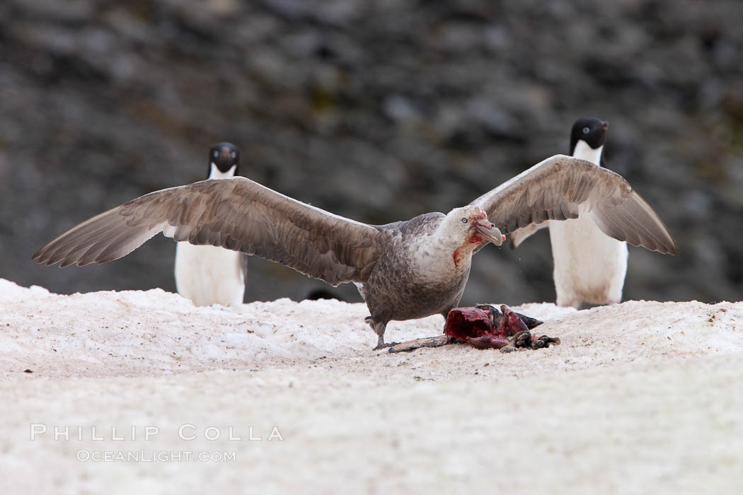 Southern giant petrel kills and eats an Adelie penguin chick, Shingle Cove. Coronation Island, South Orkney Islands, Southern Ocean, Macronectes giganteus, natural history stock photograph, photo id 25079