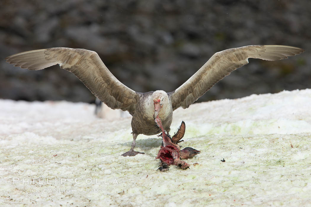 Southern giant petrel kills and eats an Adelie penguin chick, Shingle Cove. Coronation Island, South Orkney Islands, Southern Ocean, Macronectes giganteus, natural history stock photograph, photo id 25179