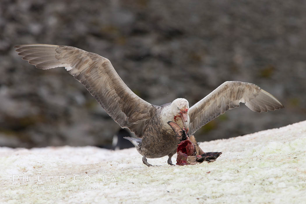 Southern giant petrel kills and eats an Adelie penguin chick, Shingle Cove. Coronation Island, South Orkney Islands, Southern Ocean, Macronectes giganteus, natural history stock photograph, photo id 25177