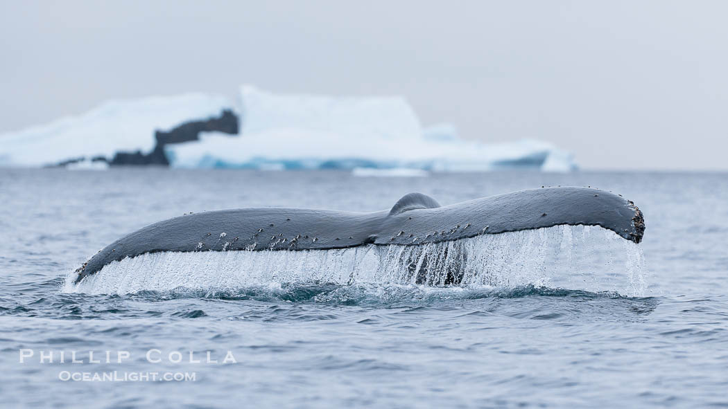 Southern humpback whale in Antarctica, lifting its fluke (tail) before diving in Cierva Cove, Antarctica., Megaptera novaeangliae, natural history stock photograph, photo id 25498