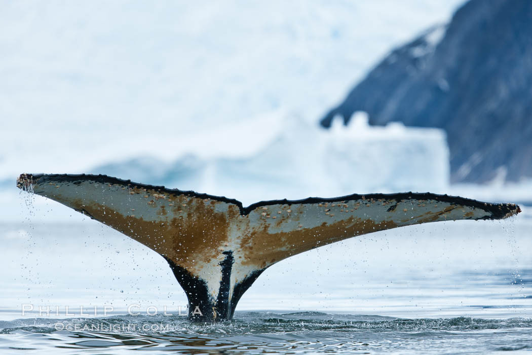 Southern humpback whale in Antarctica, with significant diatomaceous growth (brown) on the underside of its fluke, lifting its fluke before diving in Neko Harbor, Antarctica. Antarctic Peninsula, Megaptera novaeangliae, natural history stock photograph, photo id 25726