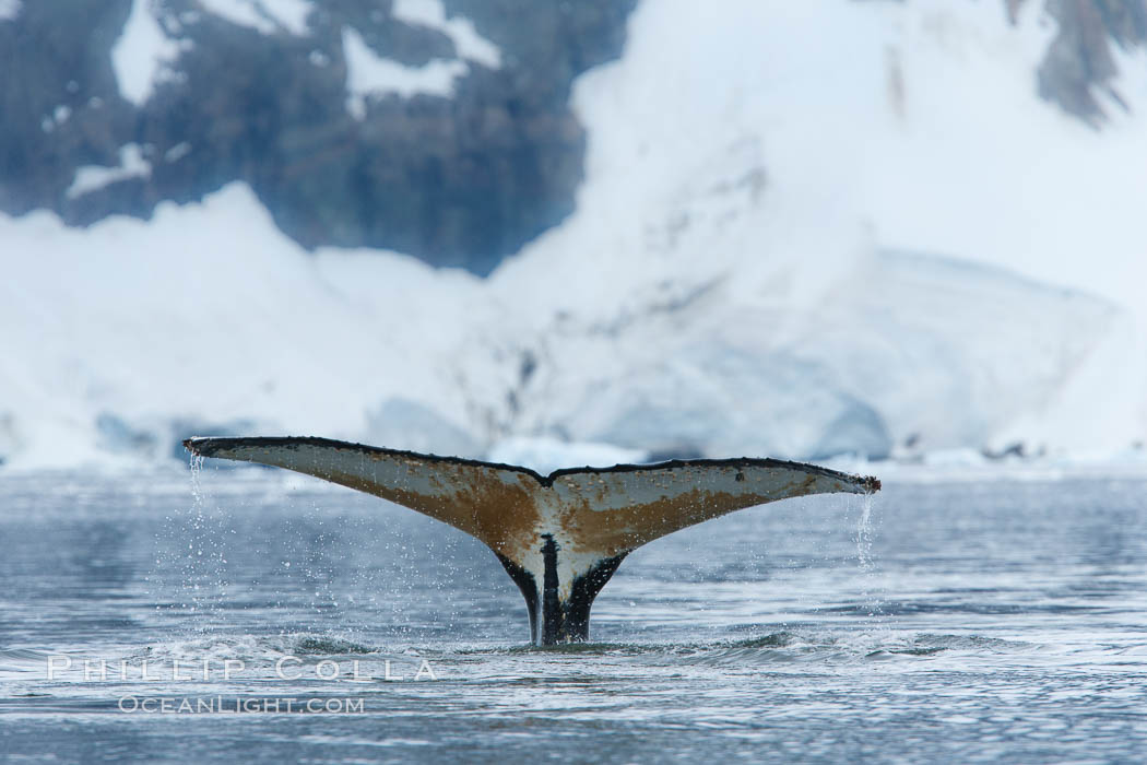 Southern humpback whale in Antarctica, with significant diatomaceous growth (brown) on the underside of its fluke, lifting its fluke before diving in Neko Harbor, Antarctica. Antarctic Peninsula, Megaptera novaeangliae, natural history stock photograph, photo id 25720