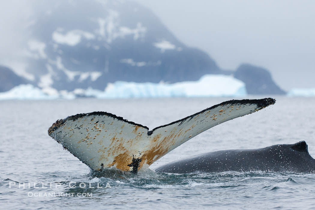 Southern humpback whale in Antarctica, with significant diatomaceous growth (brown) on the underside of its fluke, lifting its fluke before diving in Cierva Cove, Antarctica., Megaptera novaeangliae, natural history stock photograph, photo id 25499