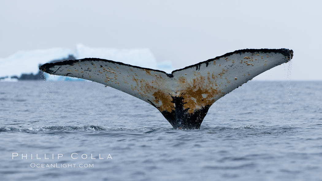 Southern humpback whale in Antarctica, with significant diatomaceous growth (brown) on the underside of its fluke, lifting its fluke before diving in Cierva Cove, Antarctica. Antarctic Peninsula, Megaptera novaeangliae, natural history stock photograph, photo id 25555