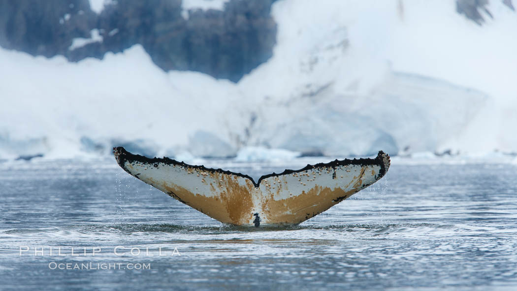 Southern humpback whale in Antarctica, with significant diatomaceous growth (brown) on the underside of its fluke, lifting its fluke before diving in Neko Harbor, Antarctica. Antarctic Peninsula, Megaptera novaeangliae, natural history stock photograph, photo id 25667