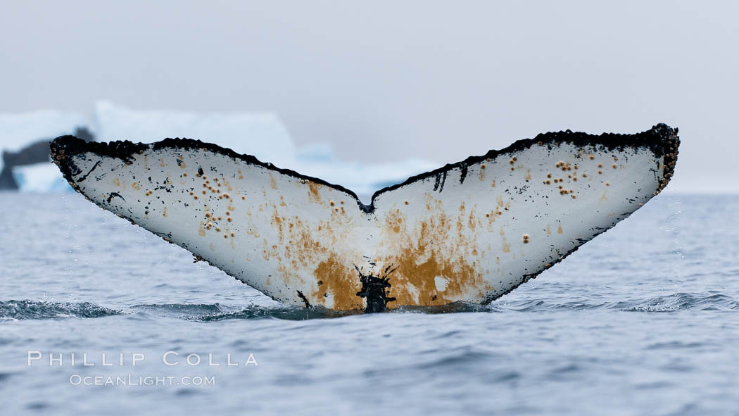 Southern humpback whale in Antarctica, with significant diatomaceous growth (brown) on the underside of its fluke, lifting its fluke before diving in Cierva Cove, Antarctica. Antarctic Peninsula, Megaptera novaeangliae, natural history stock photograph, photo id 25497