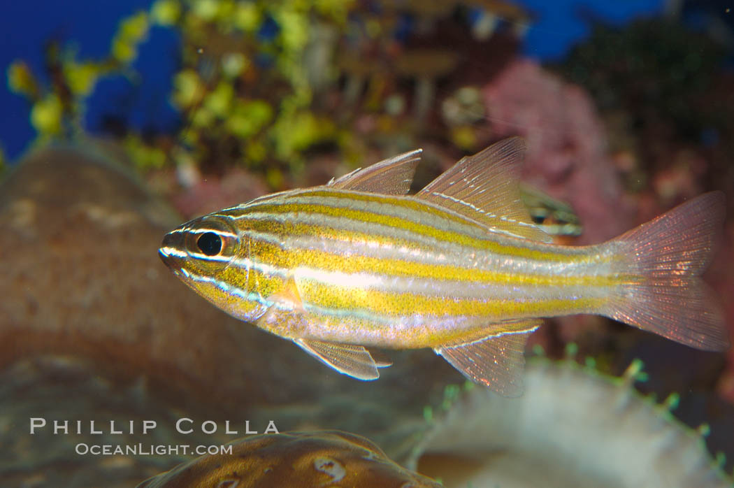 Southern orange-lined cardinalfish., Apogon properupta, natural history stock photograph, photo id 08684