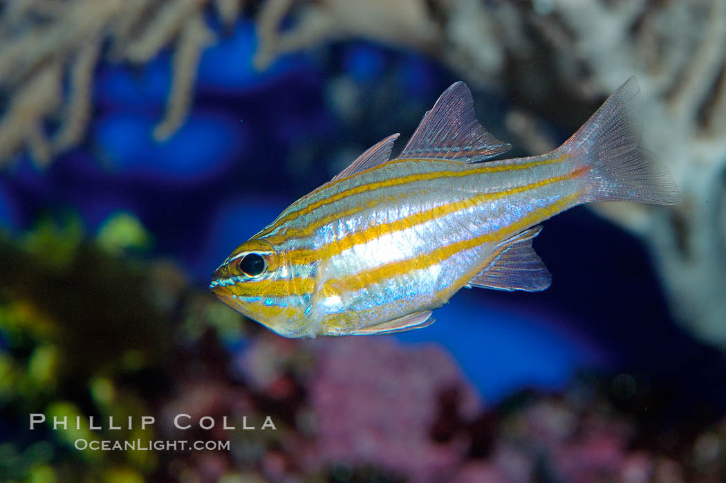 Southern orange-lined cardinalfish., Apogon properupta, natural history stock photograph, photo id 10291