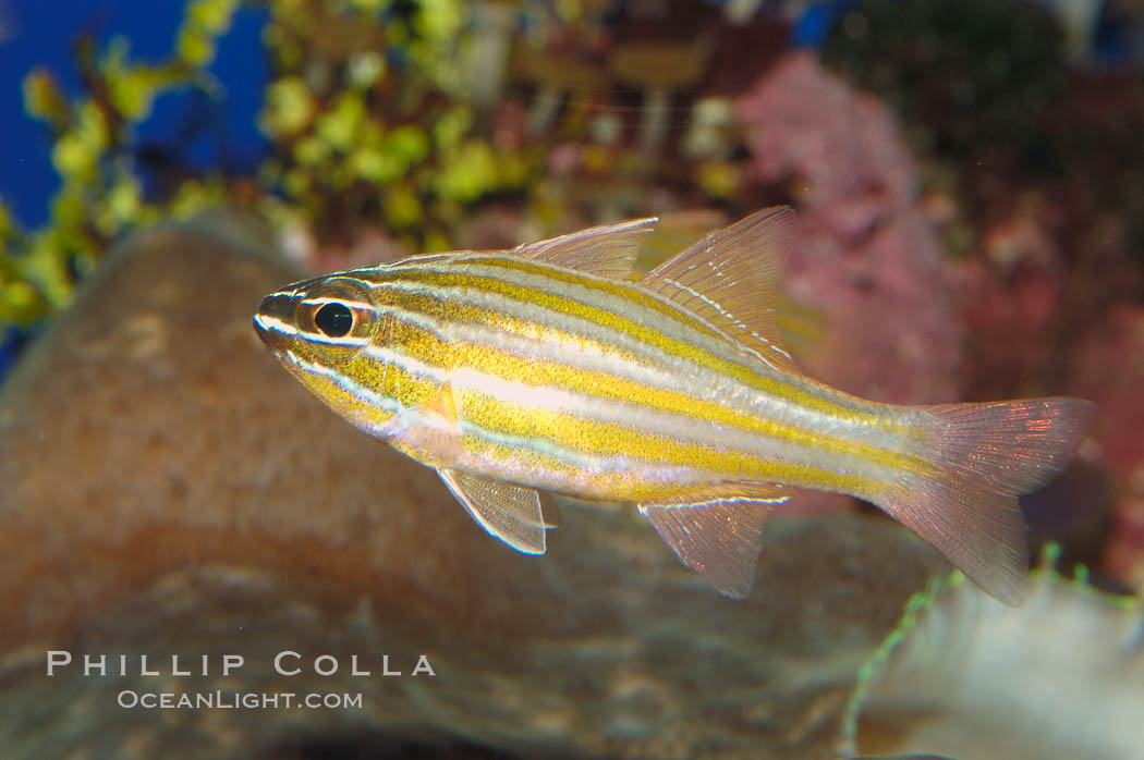 Southern orange-lined cardinalfish., Apogon properupta, natural history stock photograph, photo id 08685