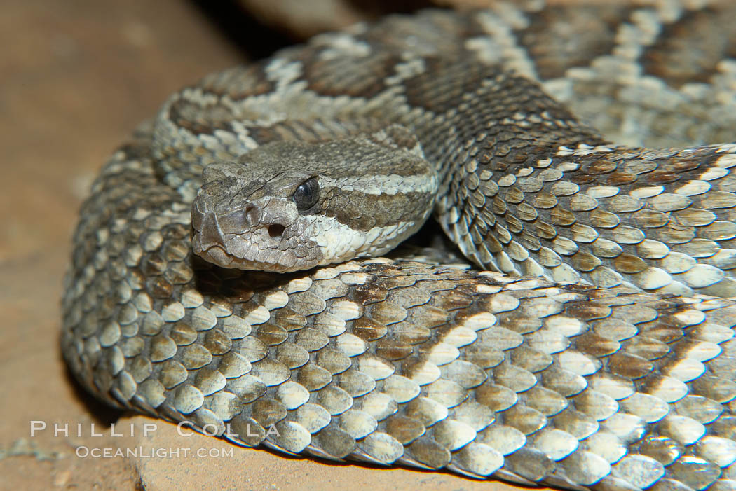 Southern Pacific rattlesnake.  The southern Pacific rattlesnake is common in southern California from the coast through the desert foothills to elevations of 10,000 feet.  It reaches 4-5 feet (1.5m) in length., Crotalus viridis helleri, natural history stock photograph, photo id 14694