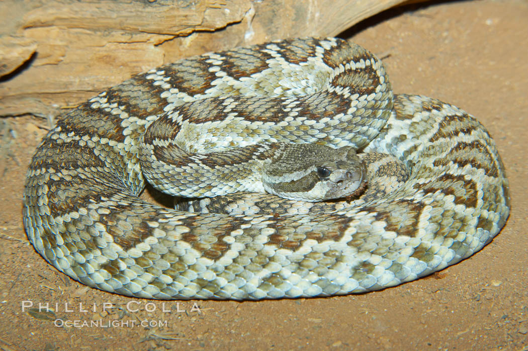 Southern Pacific rattlesnake.  The southern Pacific rattlesnake is common in southern California from the coast through the desert foothills to elevations of 10,000 feet.  It reaches 4-5 feet (1.5m) in length., Crotalus viridis helleri, natural history stock photograph, photo id 12591