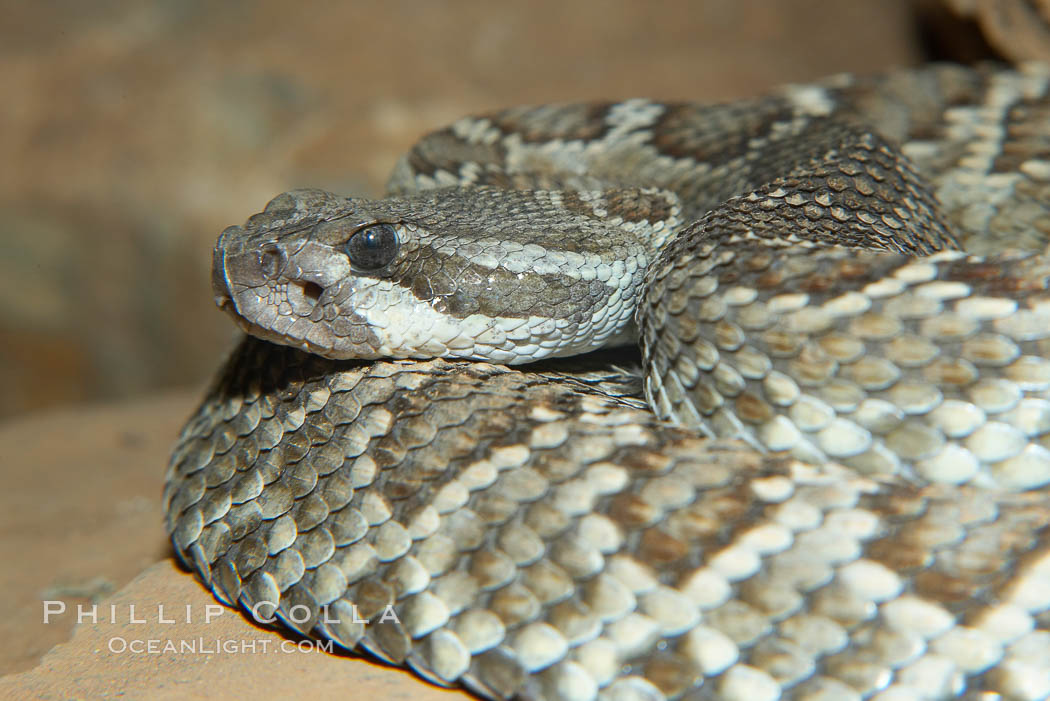 Southern Pacific rattlesnake.  The southern Pacific rattlesnake is common in southern California from the coast through the desert foothills to elevations of 10,000 feet.  It reaches 4-5 feet (1.5m) in length., Crotalus viridis helleri, natural history stock photograph, photo id 14695