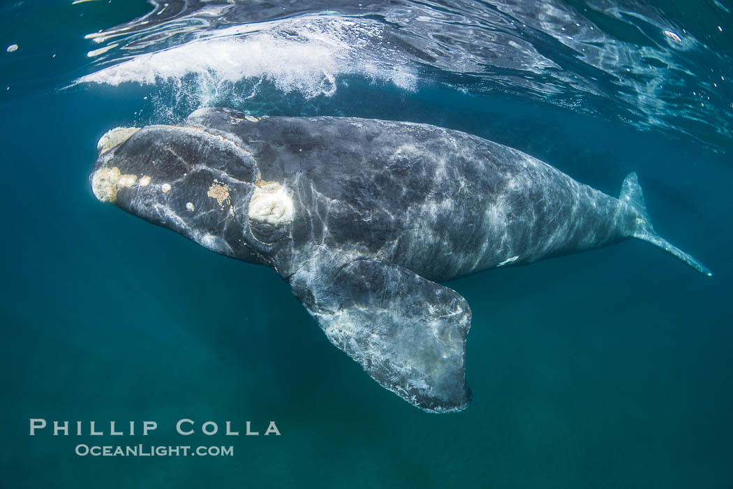 Southern right whale calf underwater, Eubalaena australis. Puerto Piramides, Chubut, Argentina, Eubalaena australis, natural history stock photograph, photo id 38288