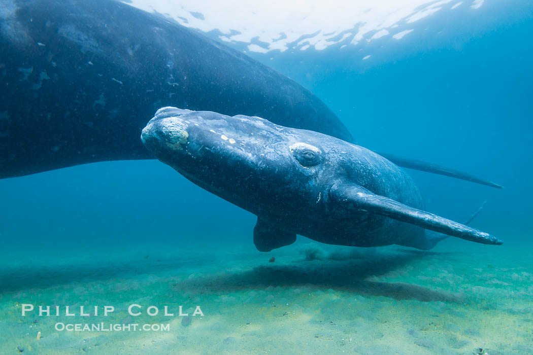 Mother and calf southern right whales underwater. The calf swims close to its mother but, if the mother is accepting, the calf will be allowed to come close to the photographer and check him out. Puerto Piramides, Chubut, Argentina, Eubalaena australis, natural history stock photograph, photo id 38308