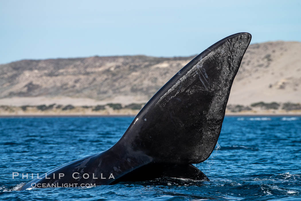 Southern right whale, Eubalaena australis, Argentina. Puerto Piramides, Chubut, Eubalaena australis, natural history stock photograph, photo id 35916