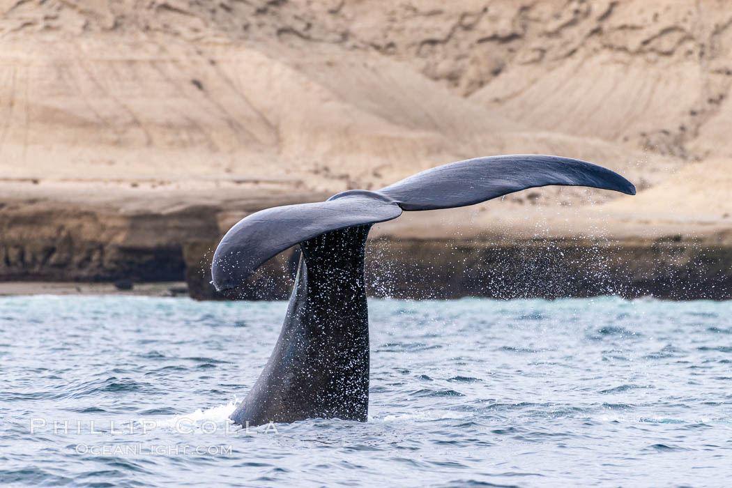 Southern right whale, Eubalaena australis, Argentina. Puerto Piramides, Chubut, Eubalaena australis, natural history stock photograph, photo id 35919