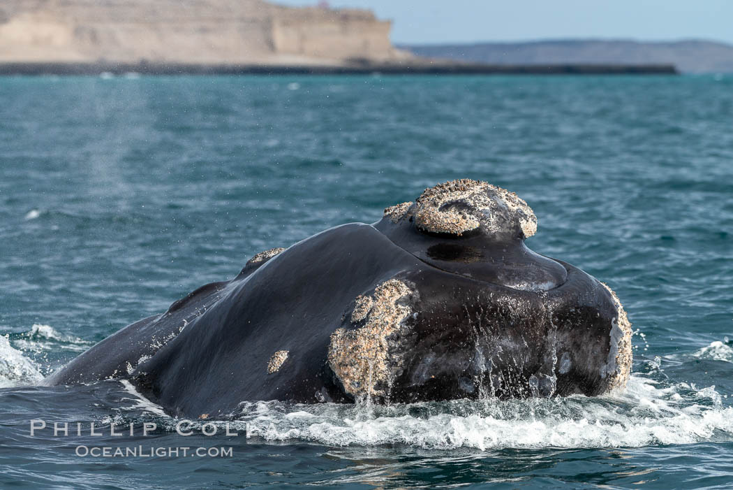 Southern right whale, Eubalaena australis, Argentina. Puerto Piramides, Chubut, Eubalaena australis, natural history stock photograph, photo id 35925