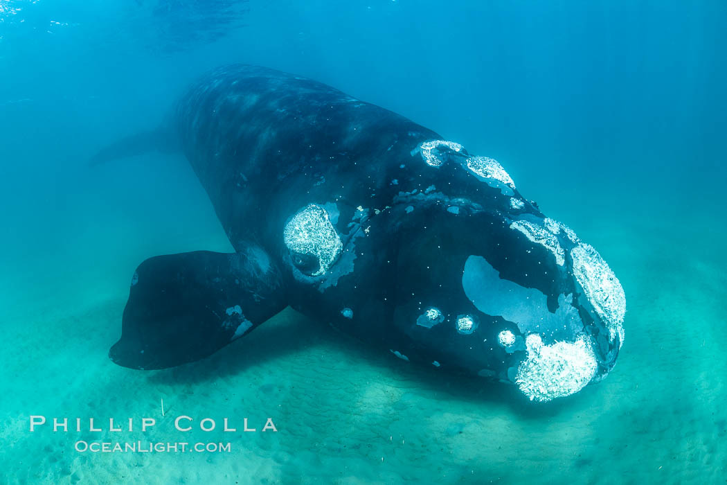 Southern right whale underwater, Eubalaena australis, Argentina. Puerto Piramides, Chubut, natural history stock photograph, photo id 36001