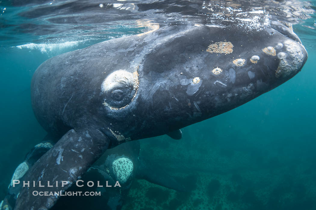 Southern right whale eyeballing the camera up close, Eubalaena australis. Whale lice can be seen clearly in the folds and crevices around the whales eye and lip groove. Puerto Piramides, Chubut, Argentina, Eubalaena australis, natural history stock photograph, photo id 38311