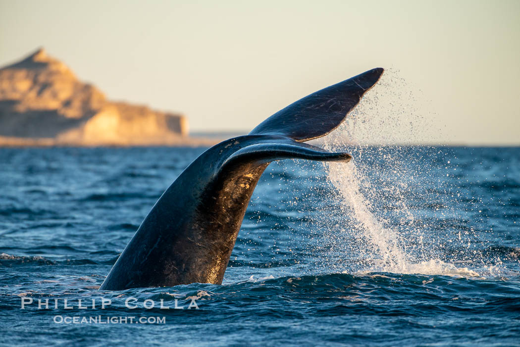 Southern right whale raises its fluke tail out of the water prior to diving. Puerto Piramides, Chubut, Argentina, Eubalaena australis, natural history stock photograph, photo id 38338