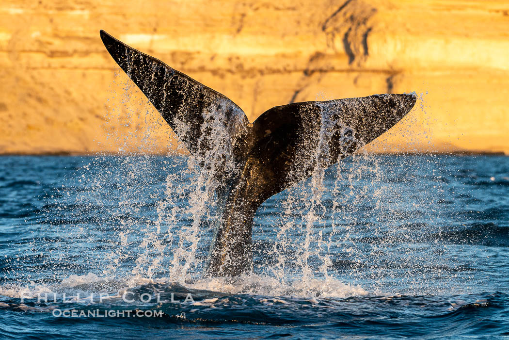 Southern right whale fluke raised out of the water, tail slapping. Puerto Piramides, Chubut, Argentina, Eubalaena australis, natural history stock photograph, photo id 38339