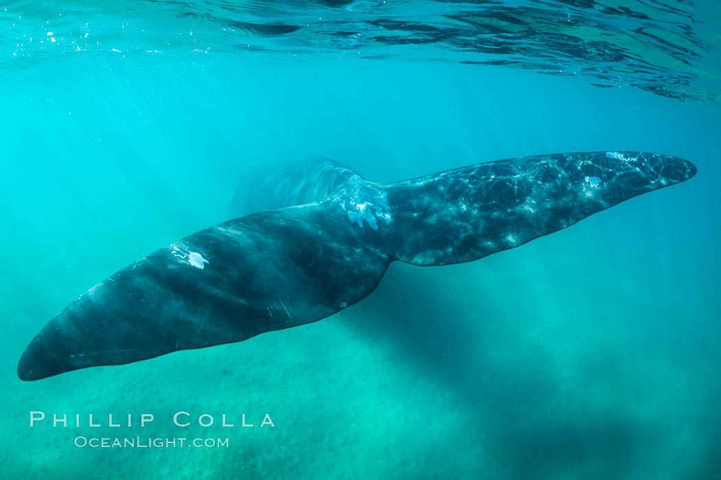 Southern right whale fluke underwater, Patagonia, Argentina. Puerto Piramides, Chubut, Eubalaena australis, natural history stock photograph, photo id 35968