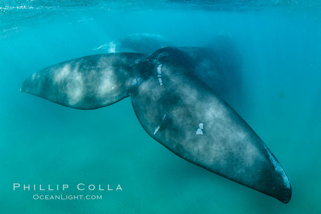 Southern right whale fluke underwater, Patagonia, Argentina. Puerto Piramides, Chubut, Eubalaena australis, natural history stock photograph, photo id 35981