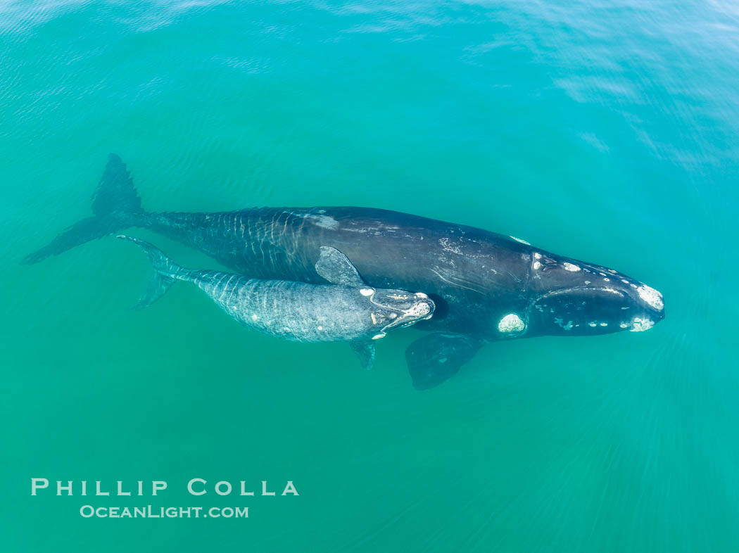 Southern right whale mother and calf, aerial photo, Eubalaena australis. Puerto Piramides, Chubut, Argentina, Eubalaena australis, natural history stock photograph, photo id 38350