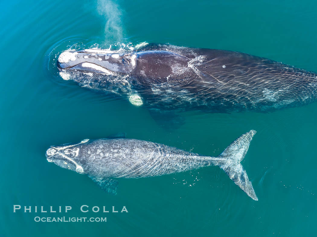 Southern right whale mother and calf, aerial photo, Eubalaena australis. Puerto Piramides, Chubut, Argentina, Eubalaena australis, natural history stock photograph, photo id 38384