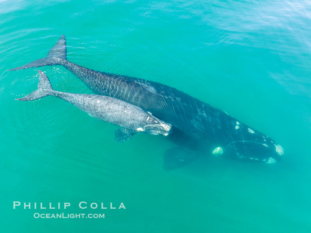 Southern right whale mother and calf, aerial photo, Eubalaena australis. Puerto Piramides, Chubut, Argentina, Eubalaena australis, natural history stock photograph, photo id 38351