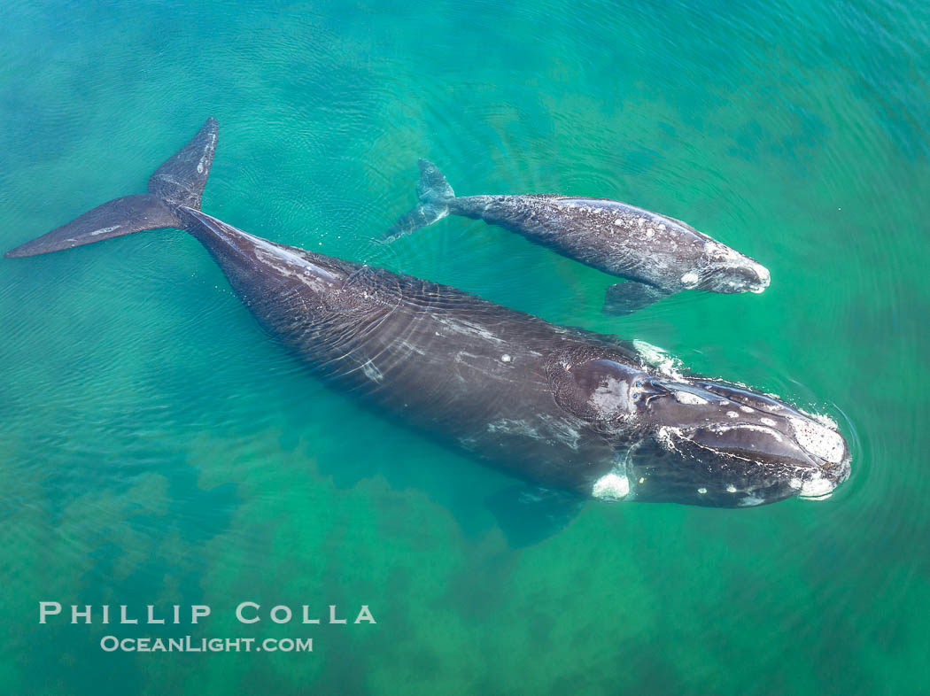 Southern right whale mother and calf, aerial photo, Eubalaena australis. Puerto Piramides, Chubut, Argentina, Eubalaena australis, natural history stock photograph, photo id 38371