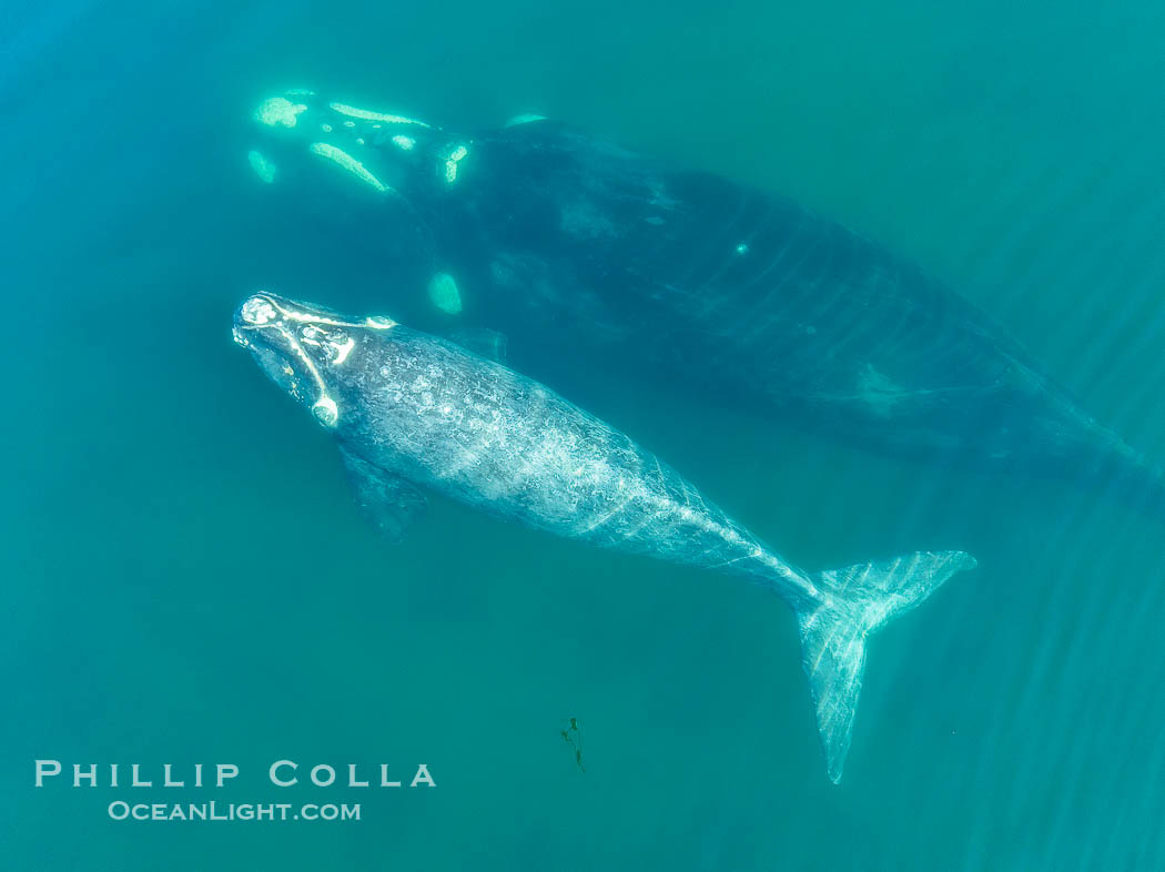 Southern right whale mother and calf, aerial photo, Eubalaena australis., Eubalaena australis, natural history stock photograph, photo id 38383