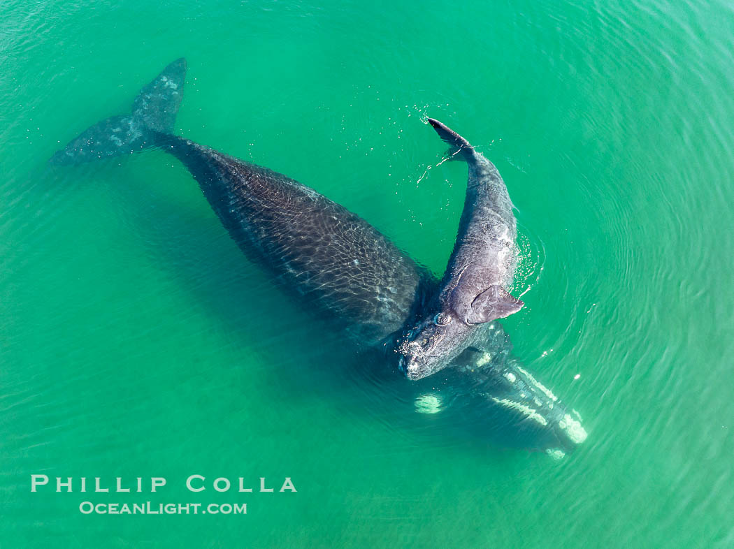Southern right whale mother and calf, aerial photo, Eubalaena australis. Puerto Piramides, Chubut, Argentina, Eubalaena australis, natural history stock photograph, photo id 38373