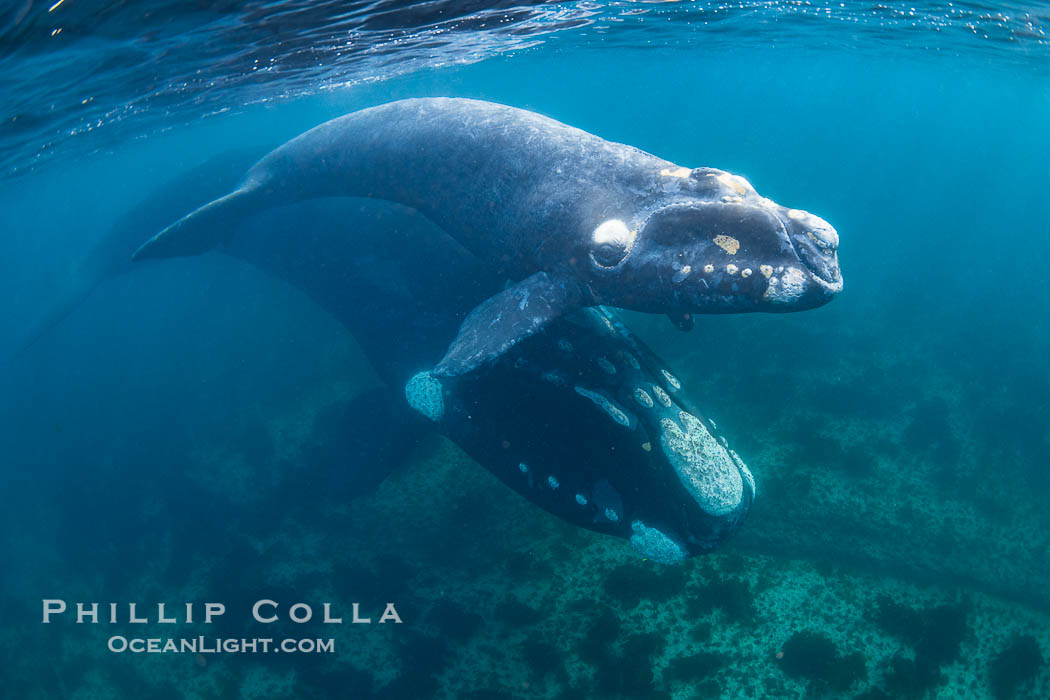 Southern right whale mother and calf underwater, Eubalaena australis. Puerto Piramides, Chubut, Argentina, Eubalaena australis, natural history stock photograph, photo id 38310