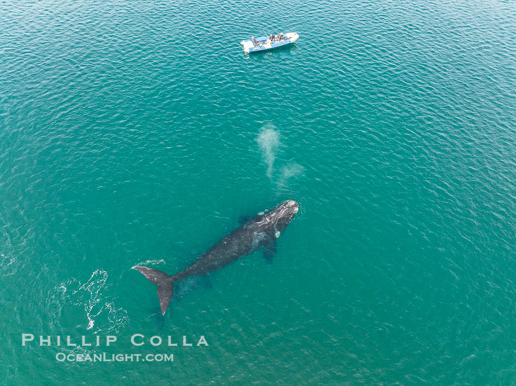 Southern right whale near whale watching boat, aerial photo. Puerto Piramides, Chubut, Argentina, Eubalaena australis, natural history stock photograph, photo id 38301