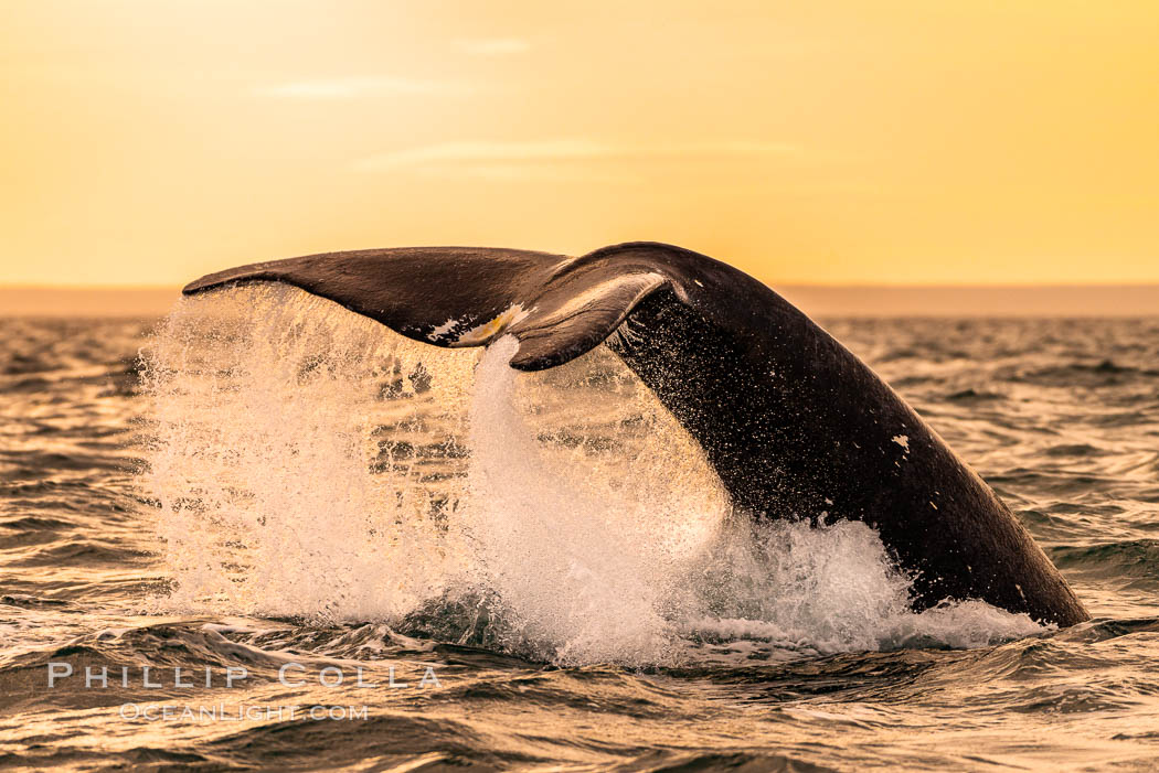 Southern right whale raising fluke out of the water, Patagonia, Argentina. Puerto Piramides, Chubut, Eubalaena australis, natural history stock photograph, photo id 35957