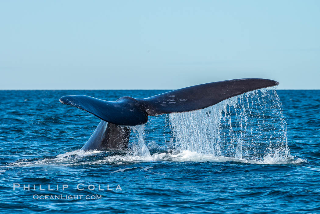 Southern right whale raising fluke out of the water, Patagonia, Argentina. Puerto Piramides, Chubut, Eubalaena australis, natural history stock photograph, photo id 35965