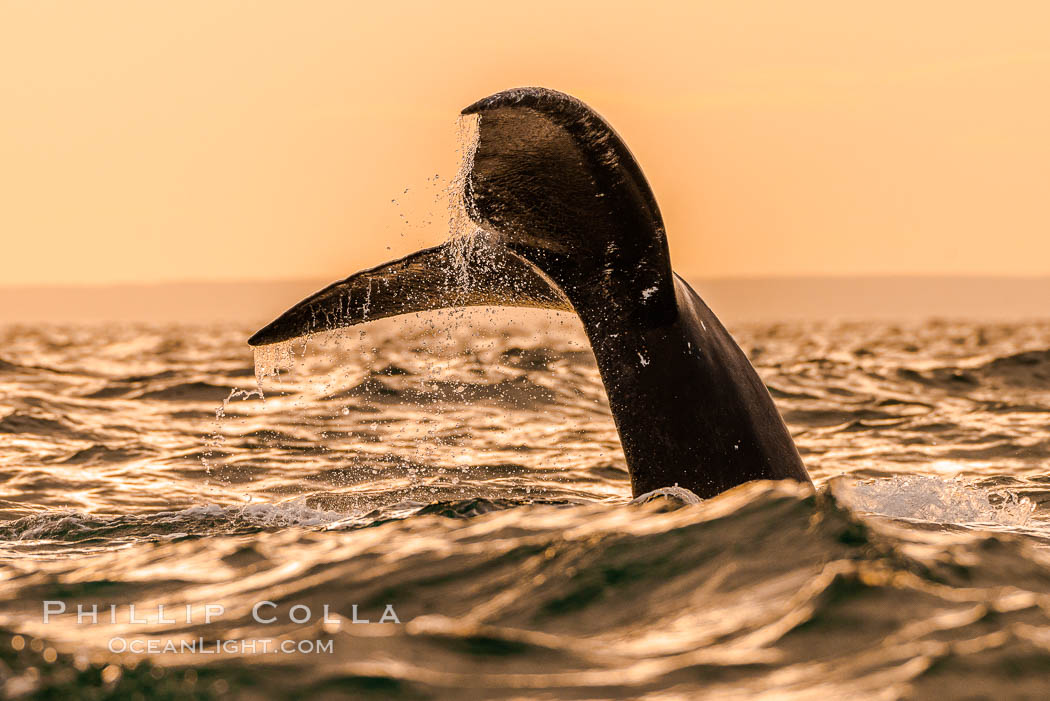Southern right whale raising fluke out of the water, Patagonia, Argentina. Puerto Piramides, Chubut, Eubalaena australis, natural history stock photograph, photo id 35973