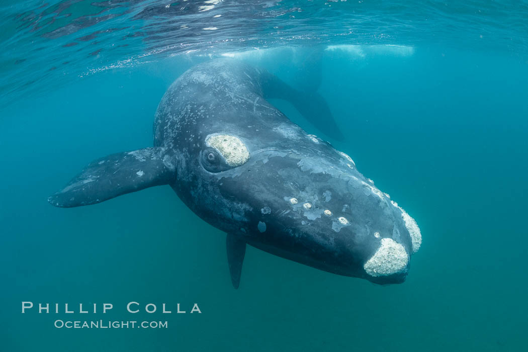 Southern right whale underwater, Eubalaena australis, Argentina. Puerto Piramides, Chubut, Eubalaena australis, natural history stock photograph, photo id 35906