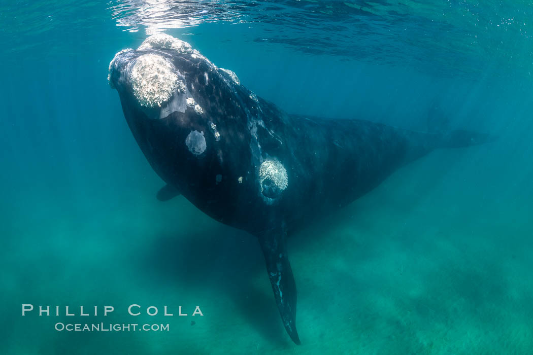 Southern right whale underwater, Eubalaena australis, Argentina. Puerto Piramides, Chubut, Eubalaena australis, natural history stock photograph, photo id 35926