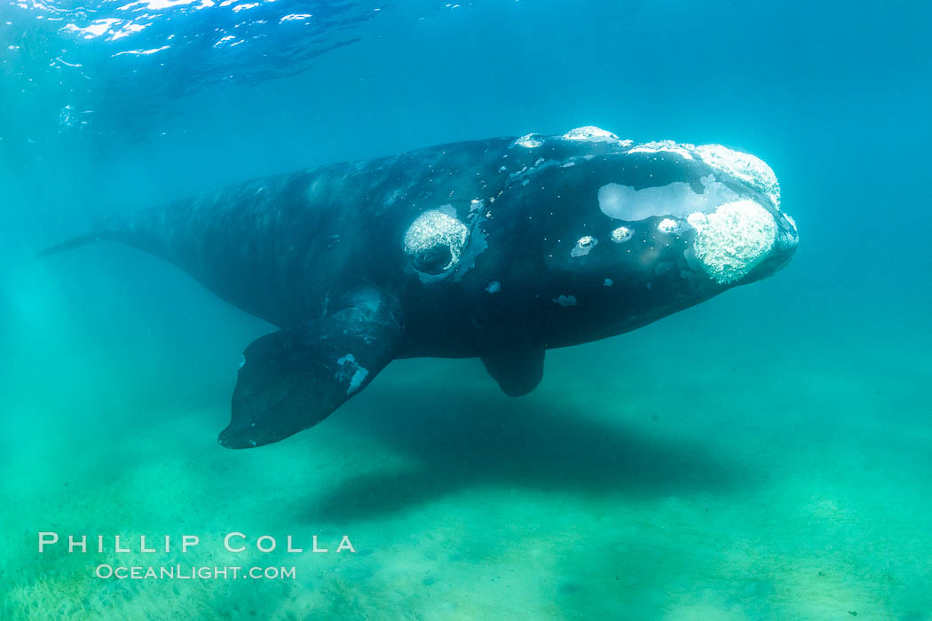Southern right whale underwater, Eubalaena australis, Argentina. Puerto Piramides, Chubut, Eubalaena australis, natural history stock photograph, photo id 35907