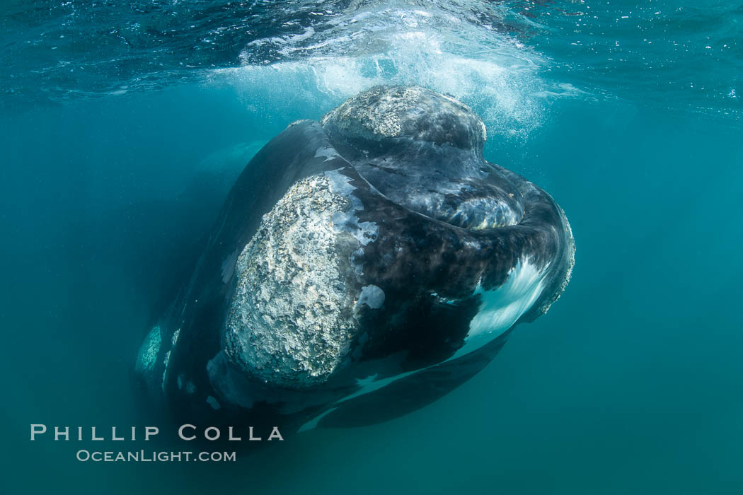 Rostrum and callosities of southern right whale underwater, Eubalaena australis, Argentina. Puerto Piramides, Chubut, Eubalaena australis, natural history stock photograph, photo id 35913