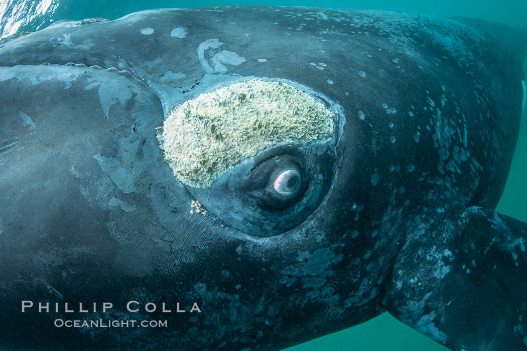 Southern right whale underwater, Eubalaena australis, Argentina. Puerto Piramides, Chubut, Eubalaena australis, natural history stock photograph, photo id 35917