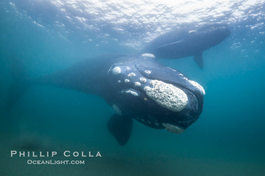 Southern right whale underwater, Eubalaena australis, Patagonia. Puerto Piramides, Chubut, Argentina, Eubalaena australis, natural history stock photograph, photo id 38318