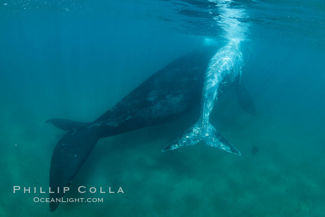 Southern right whale mother and calf underwater, Eubalaena australis, Argentina. Puerto Piramides, Chubut, natural history stock photograph, photo id 35994
