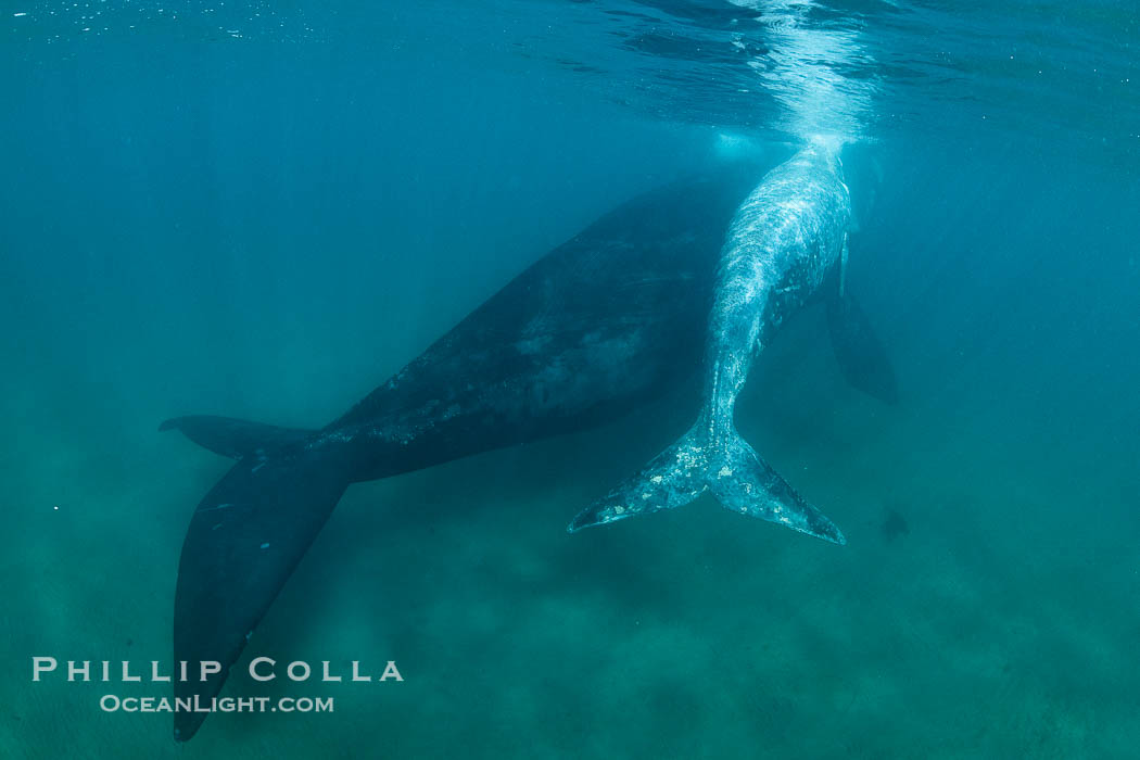 Southern right whale mother and calf underwater, Eubalaena australis, Argentina., natural history stock photograph, photo id 35994