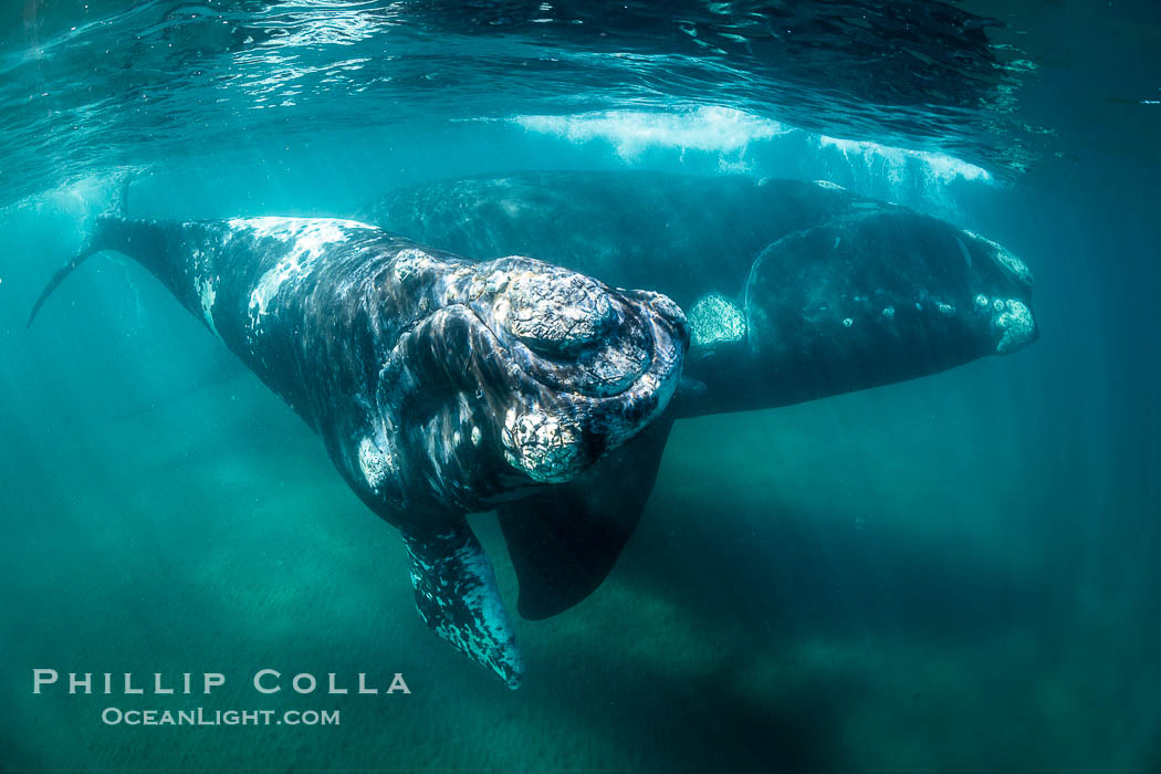 Southern right whale mother and calf underwater, Eubalaena australis, Argentina., natural history stock photograph, photo id 35998