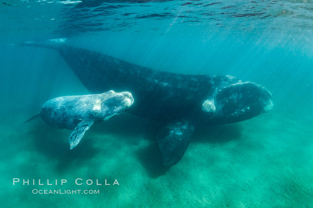 Southern right whale mother and calf underwater, Eubalaena australis, Argentina. Puerto Piramides, Chubut, natural history stock photograph, photo id 35996
