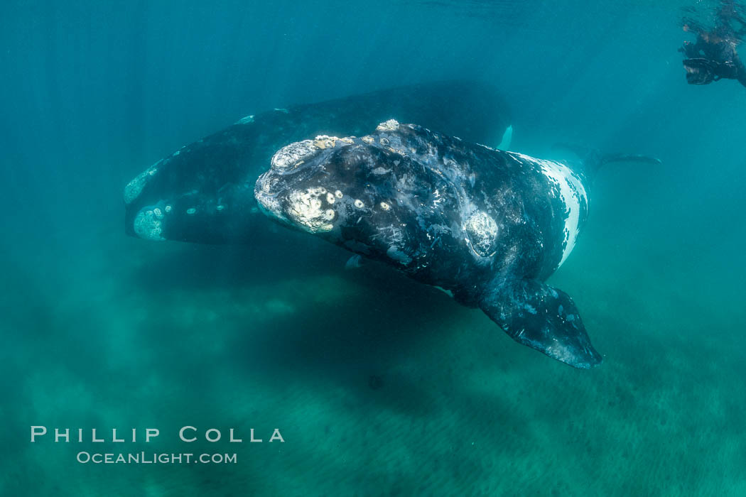 Southern right whale mother and calf underwater, Eubalaena australis, Argentina. Puerto Piramides, Chubut, natural history stock photograph, photo id 35997