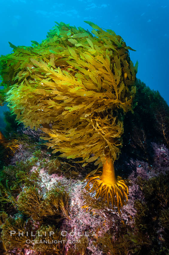 Southern sea palm. Guadalupe Island (Isla Guadalupe), Baja California, Mexico, Eisenia arborea, natural history stock photograph, photo id 09537